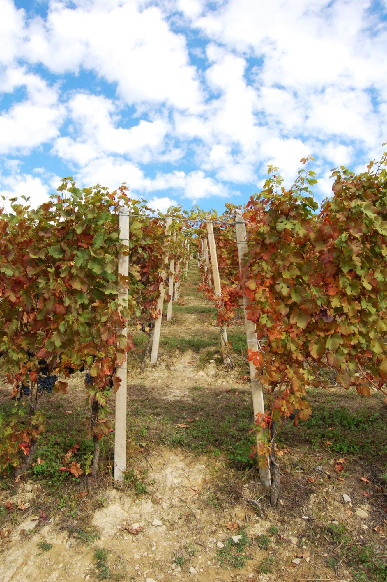 Agriturismo 'D Raine Villa Montelupo Albese Luaran gambar