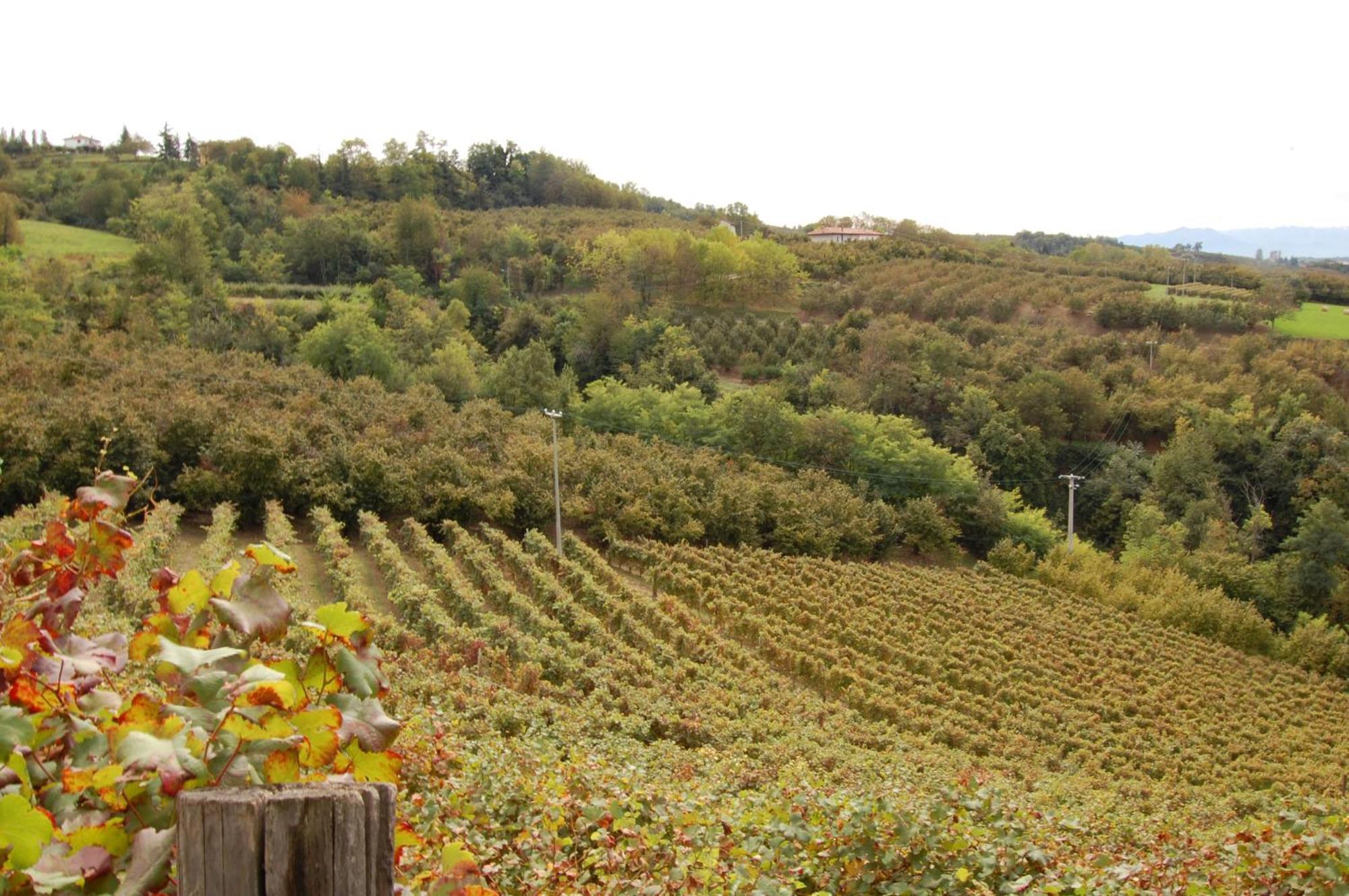 Agriturismo 'D Raine Montelupo Albese Luaran gambar